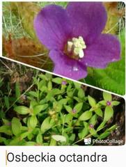 Osbeckia brachystemon