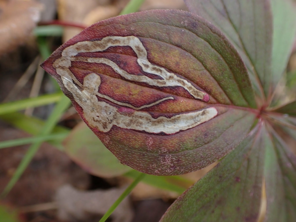 Phytomyza agromyzina