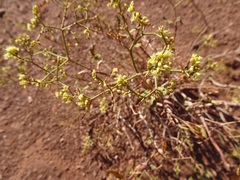 Eriogonum corymbosum