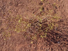Eriogonum corymbosum