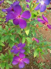 Osbeckia brachystemon