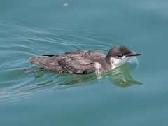 Scripps's Murrelet photo 1