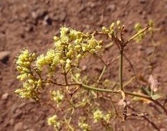 Eriogonum corymbosum