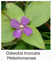 Osbeckia brachystemon