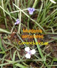 Murdannia semiteres