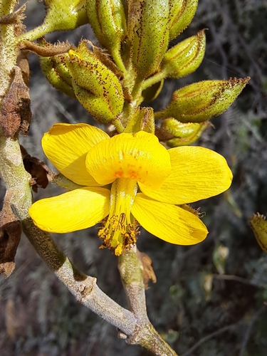 Erythrostemon argentinus