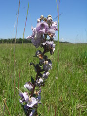 Angelonia integerrima