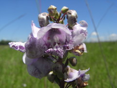 Angelonia integerrima