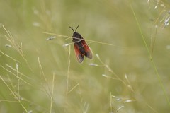 Virbia polyphron
