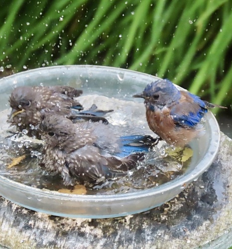 Western Bluebird photographed in Alabama