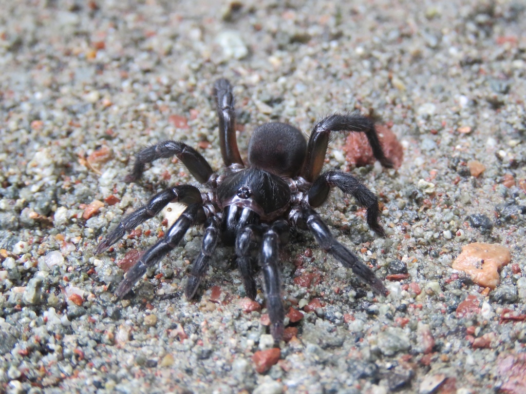 Brushfooted Trapdoor Spiders from Lahad Datu, Sabah, MY on October 13 ...