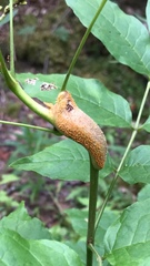 Puccinia sparganioidis