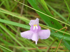 Utricularia tricolor