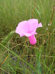 Mesechiteae