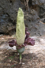 Amorphophallus