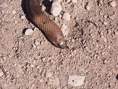 Pseudonaja aspidorhyncha