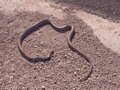 Pseudonaja aspidorhyncha