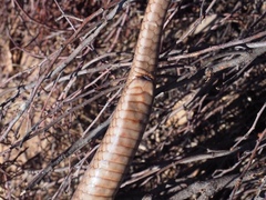 Pseudonaja aspidorhyncha