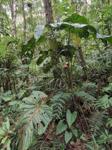Anthurium formosum, photograph 5