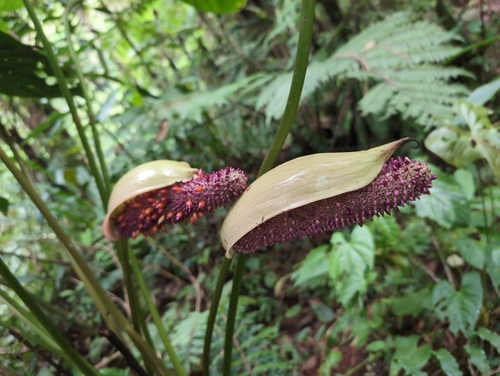 Anthurium formosum, photograph 6
