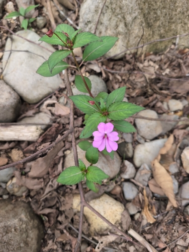 Impatiens hawkeri