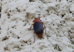 Amphasia interstitialis