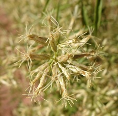 Brickellia longifolia