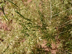 Brickellia longifolia