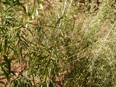 Brickellia longifolia