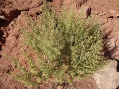 Brickellia longifolia