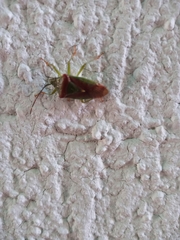 Acanthosoma spinicolle