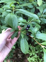 Aronia melanocarpa