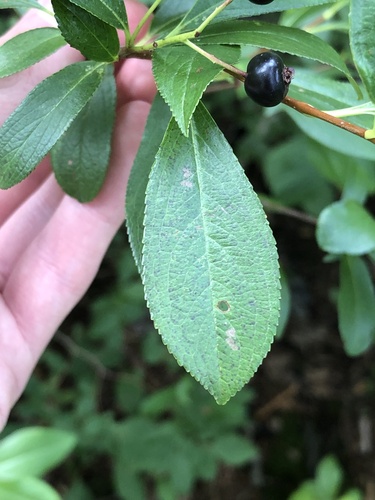 Aronia melanocarpa