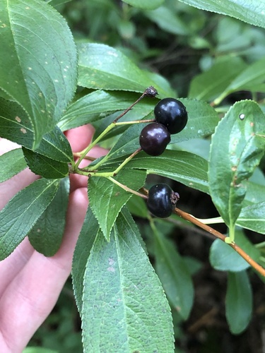 Aronia melanocarpa