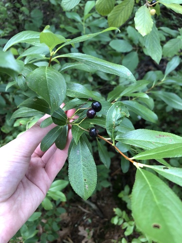Aronia melanocarpa