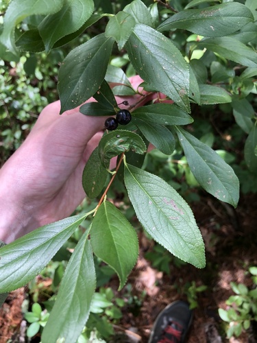 Aronia melanocarpa