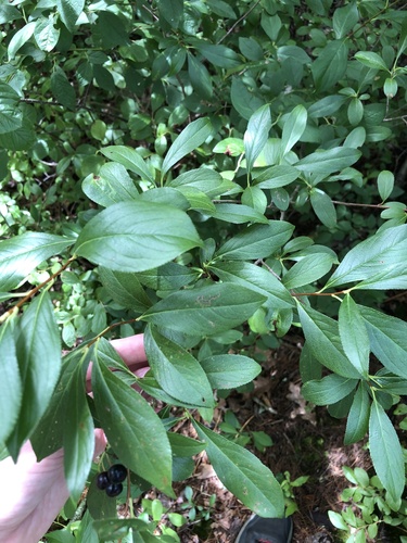 Aronia melanocarpa