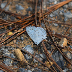 Celastrina echo gozora