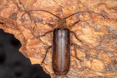 Tragosoma harrisii