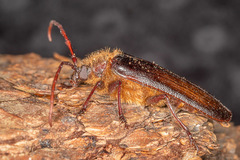 Tragosoma harrisii