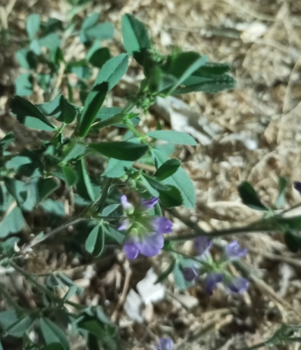 Alfalfa