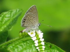 Hemiargus ramon