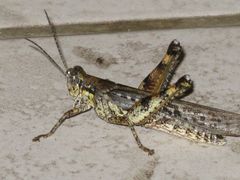 Schistocerca literosa