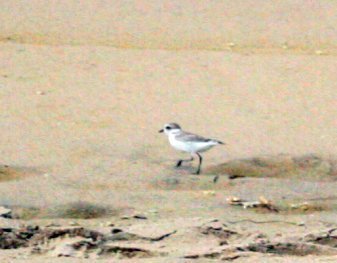 Anarhynchus nivosus