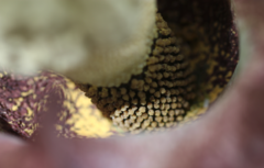 Amorphophallus