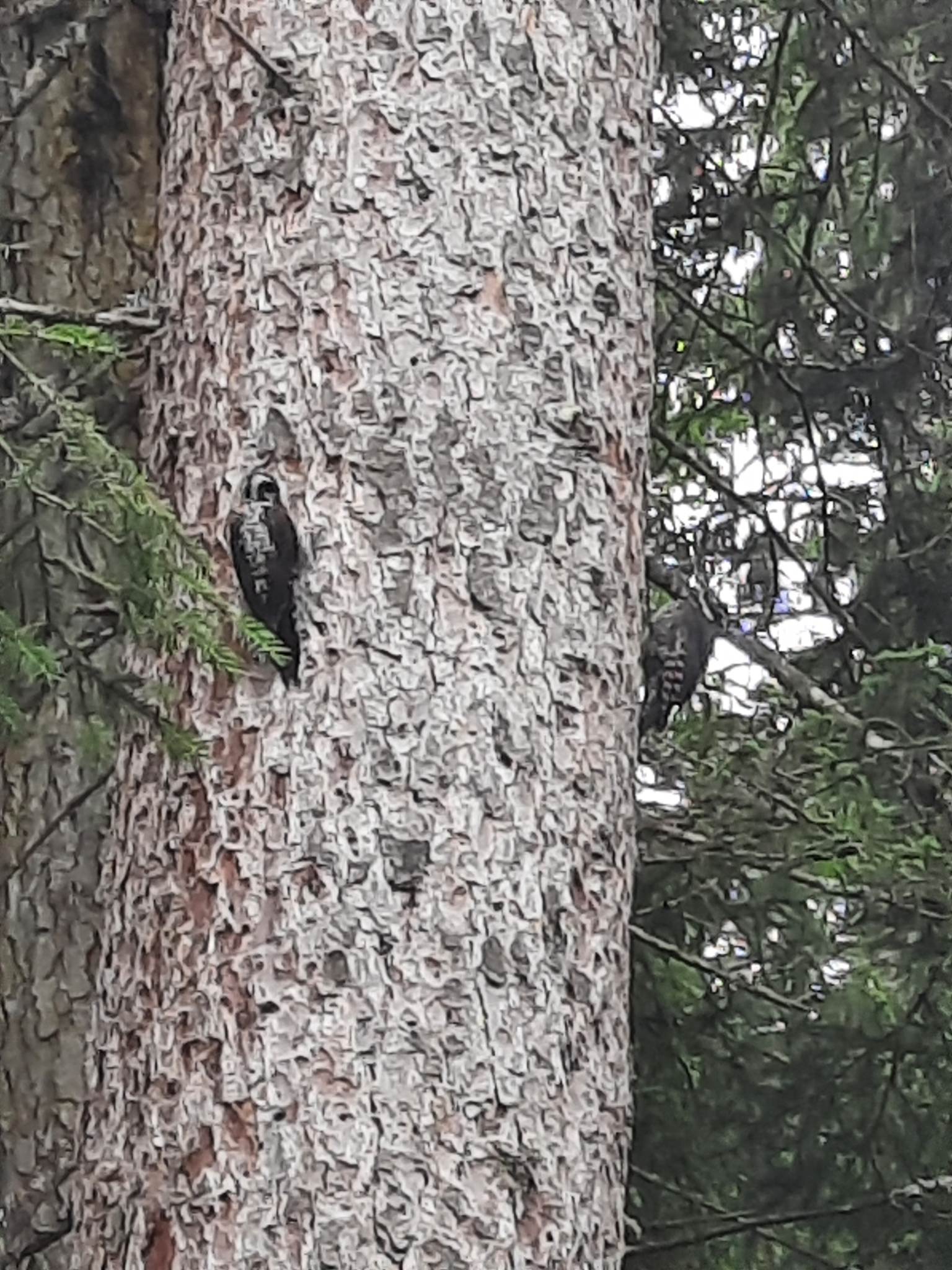 Eurasian Three-toed Woodpecker