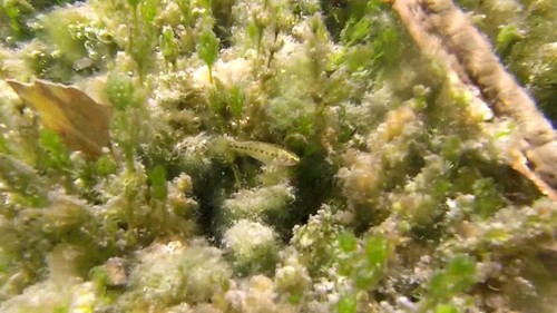 Railroad Valley Springfish