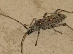 Eburia