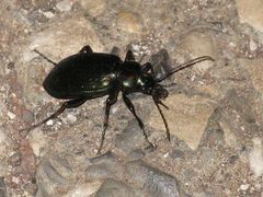Calosoma granatense