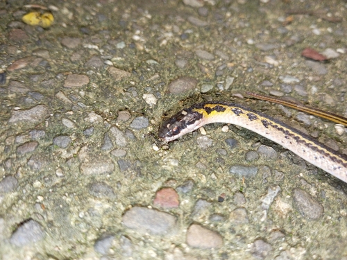 Black-backed Snake